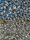MIGRATION